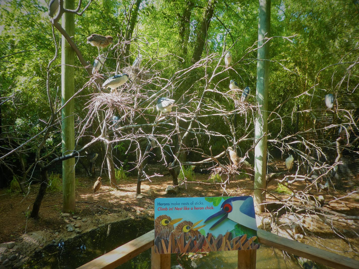 Children's Zoo - Homes - Black-crowned Night-Heron Exhibit