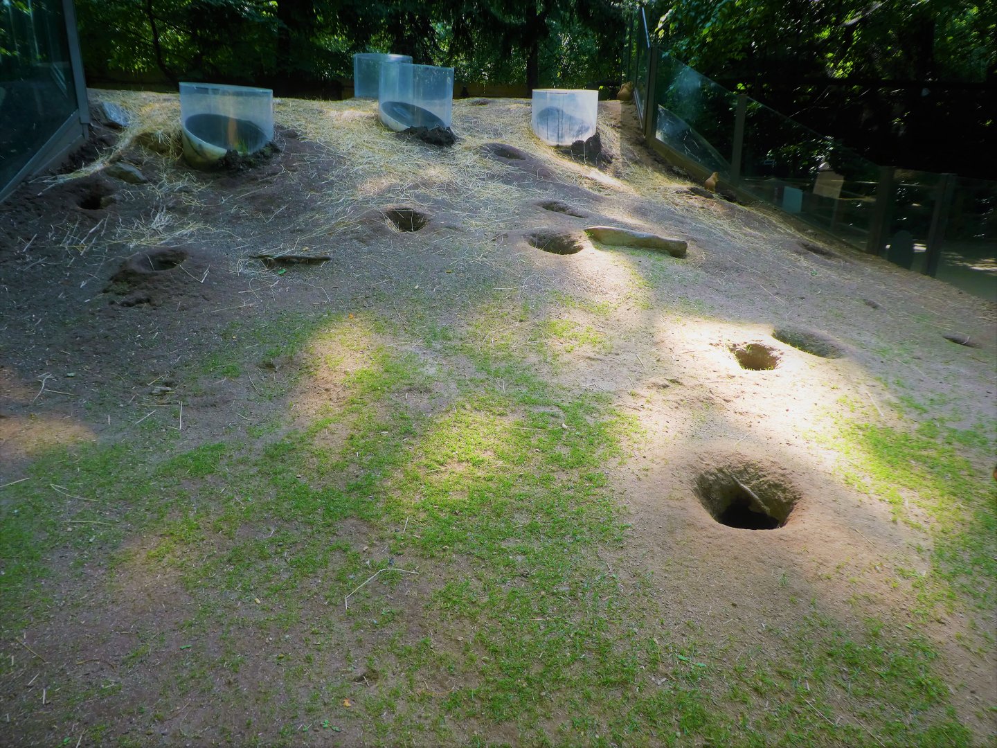 Children's Zoo - Homes - Black-tailed Prairie Dog Exhibit