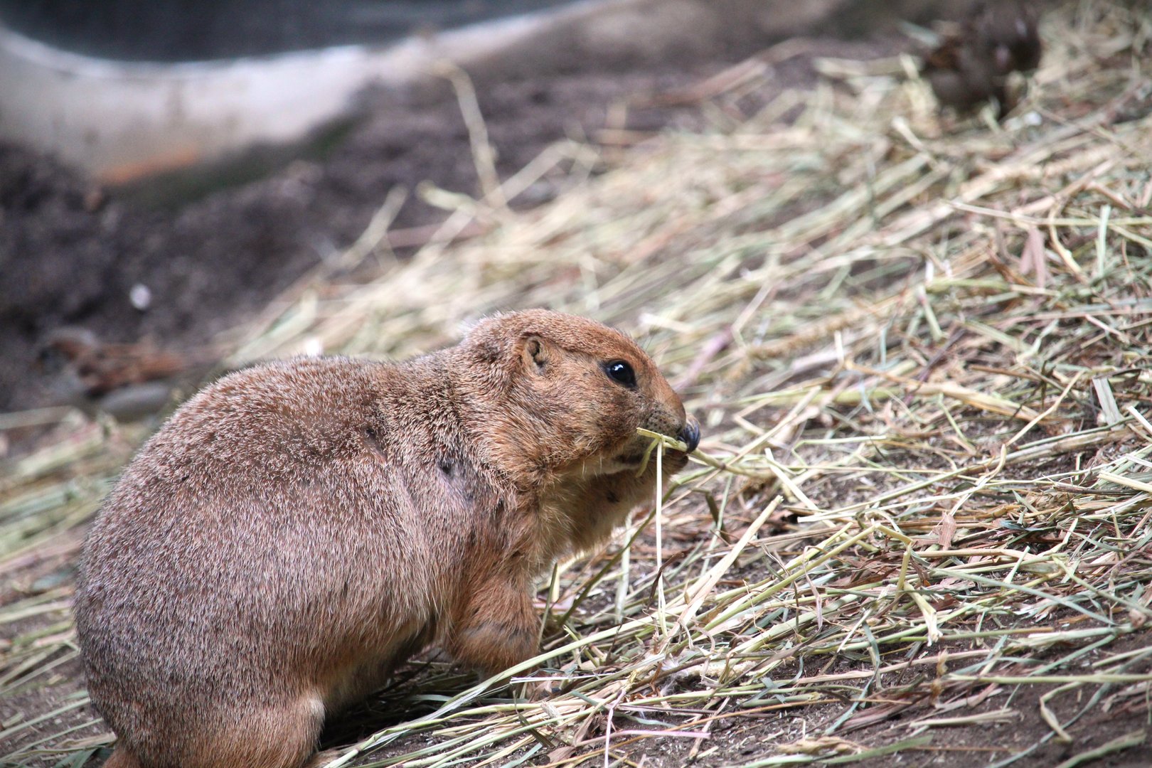 Children's Zoo - Homes - Black-tailed Prairie Dog