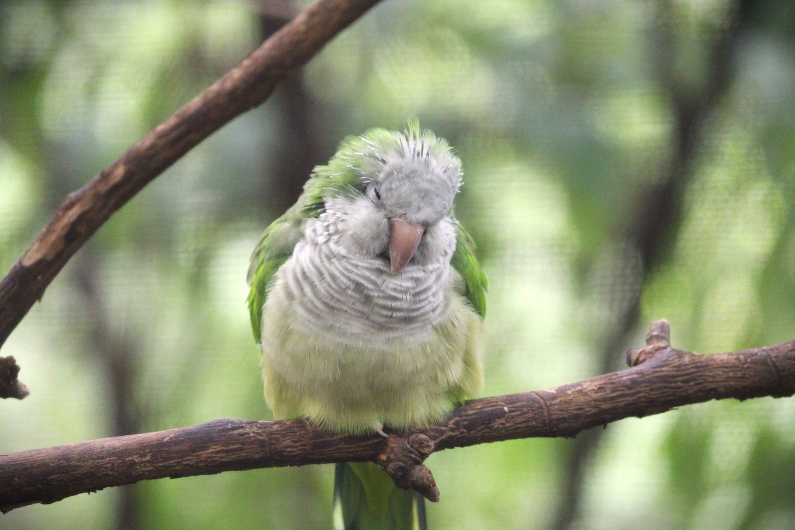 Children's Zoo - Homes - Monk Parakeet