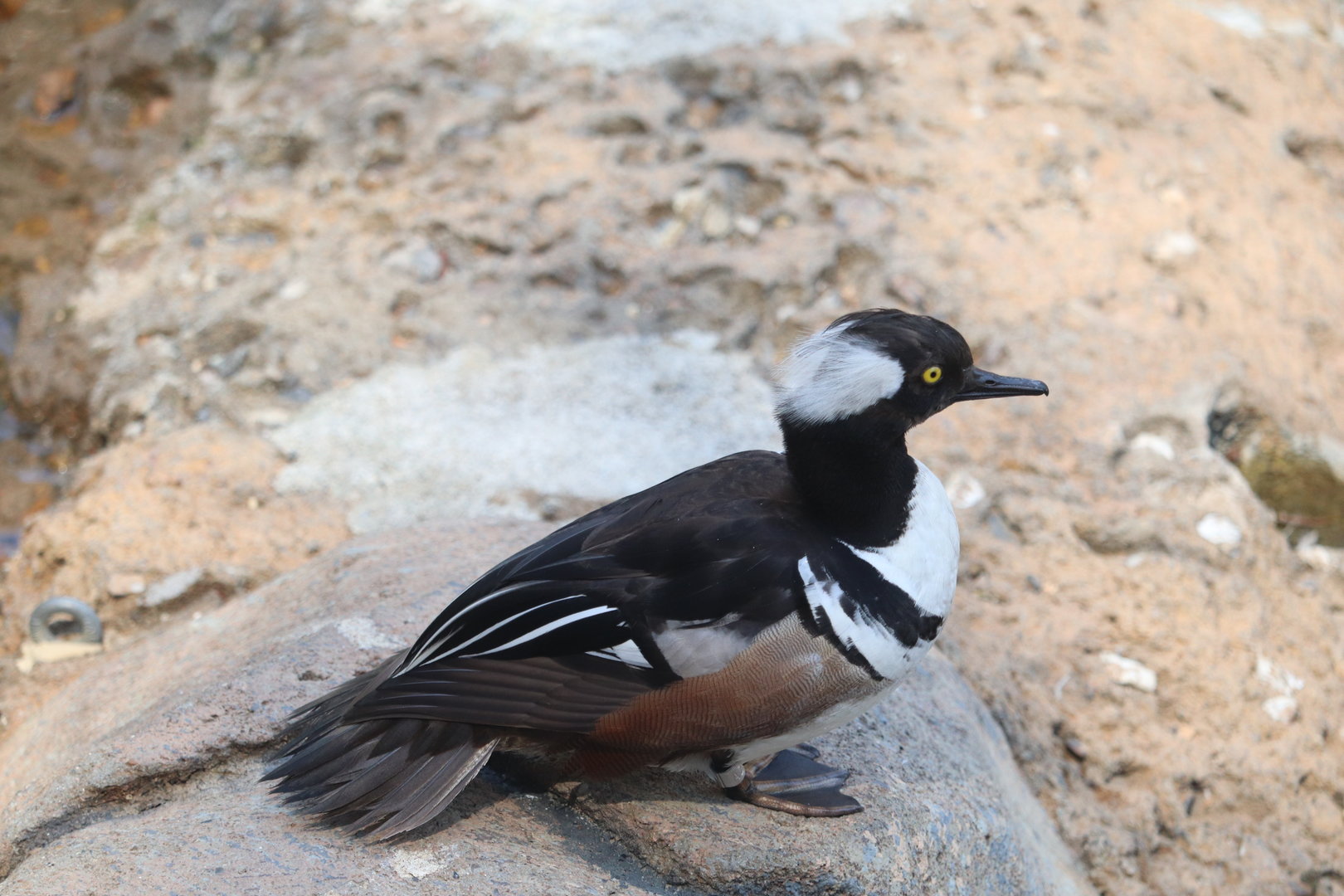 Children's Zoo - Hooded Merganser