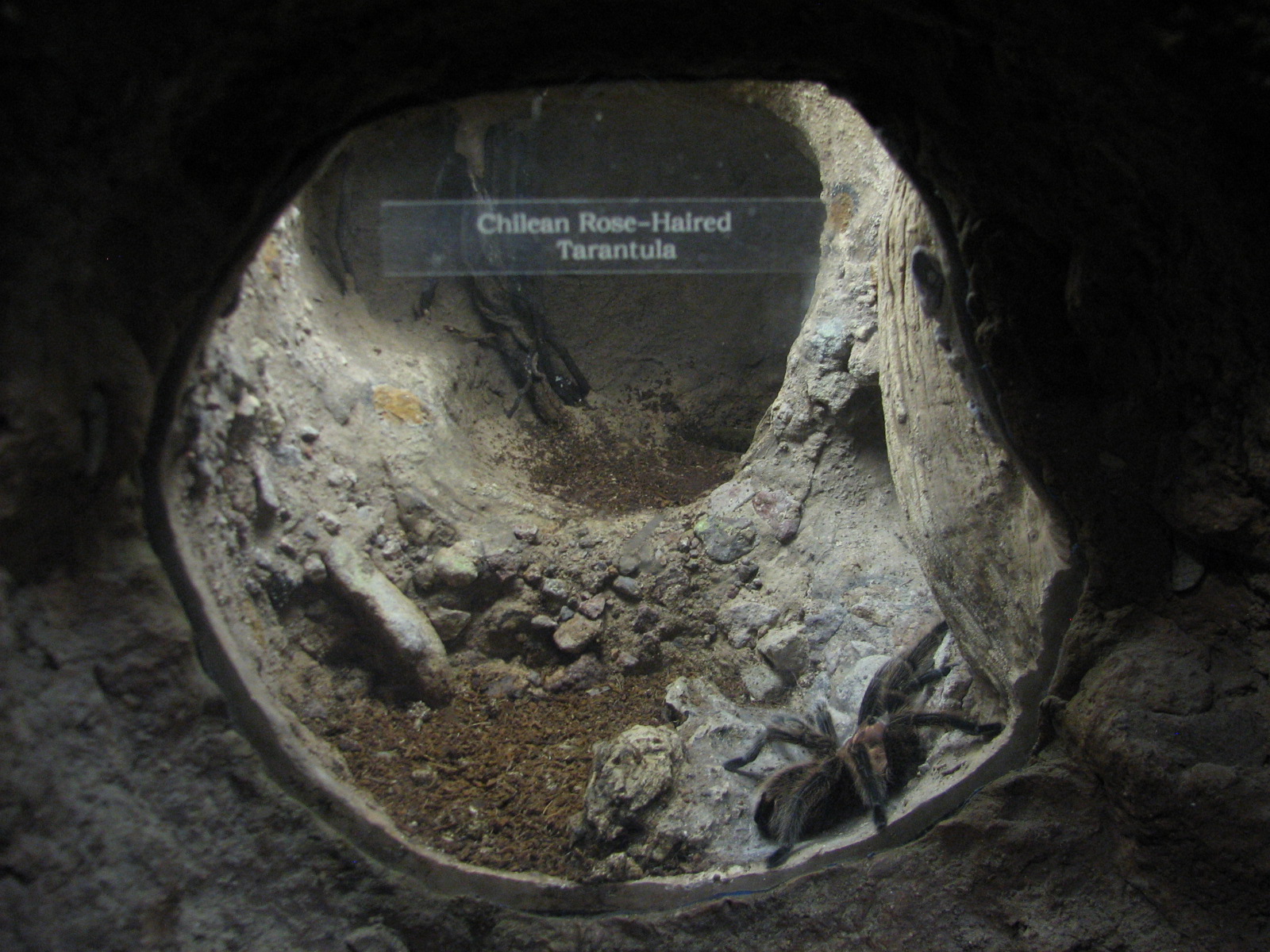 Childrens Zoo - House of Bugs - Chilean Rose-haired Tarantula Exhibit