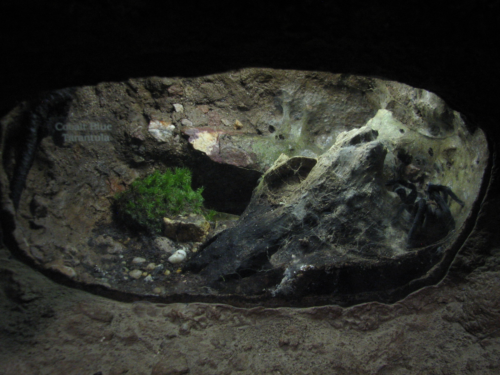 Childrens Zoo - House of Bugs - Cobalt Blue Tarantula Exhibit