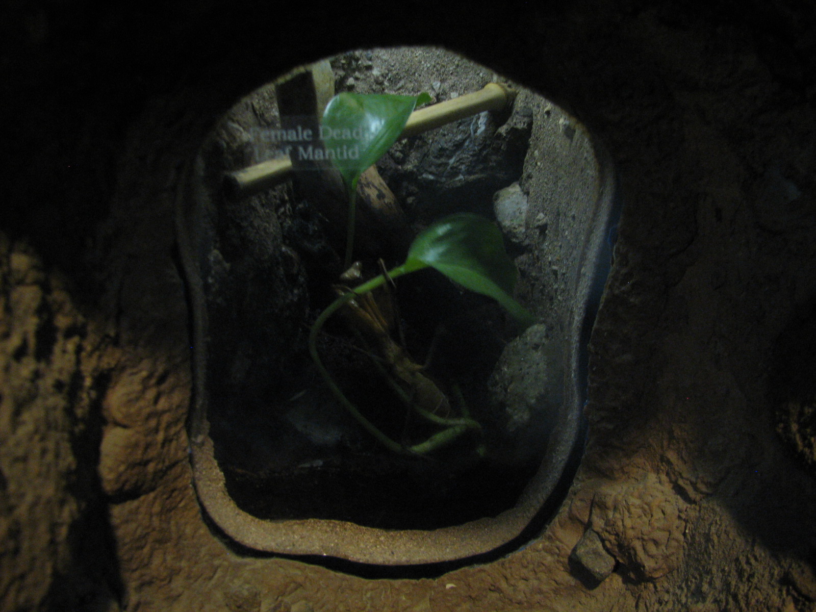 Childrens Zoo - House of Bugs - Dead Leaf Mantid Exhibit