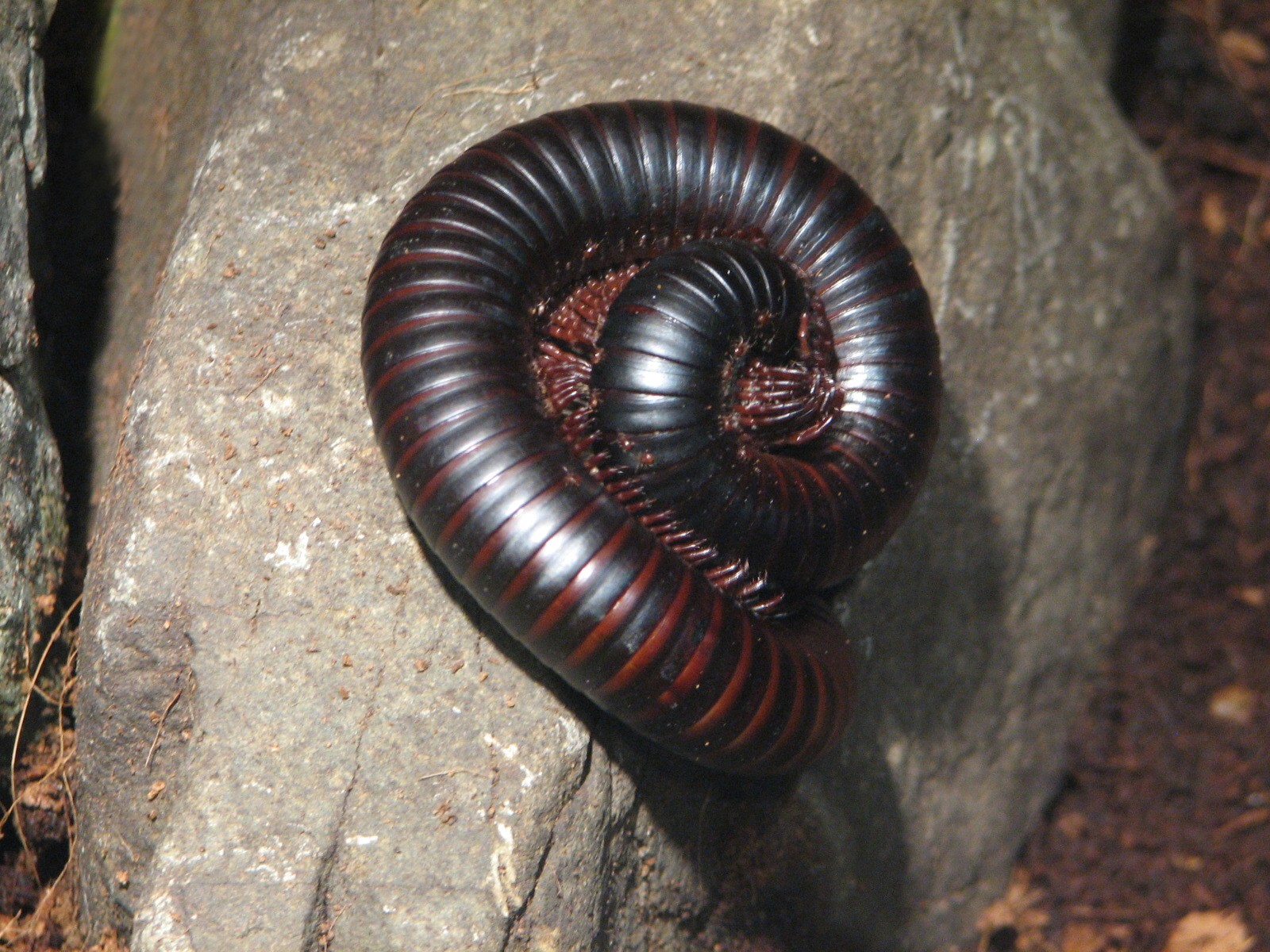 Childrens Zoo - House of Bugs - Giant African Millipede Exhibit
