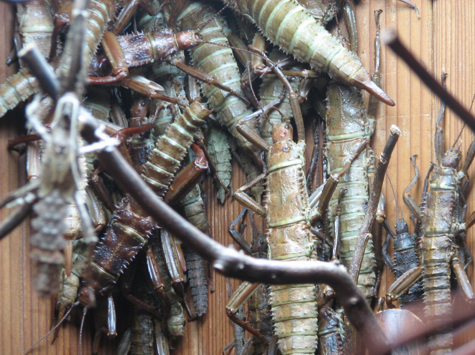 Childrens Zoo - House of Bugs - Giant Thorny, Vietnamese, and New Guinea Wa