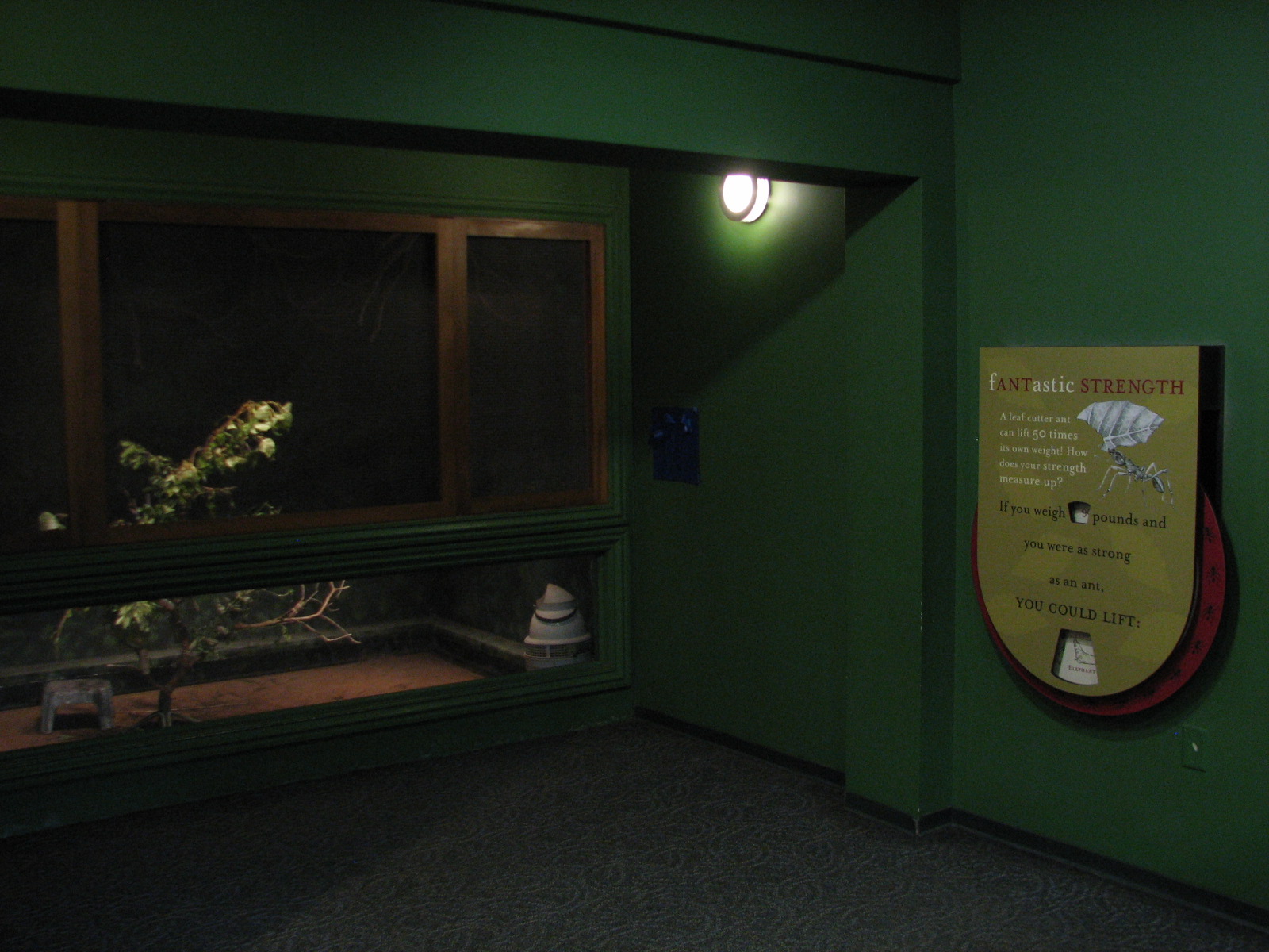 Childrens Zoo - House of Bugs - Leafcutter Ant Room Exhibit