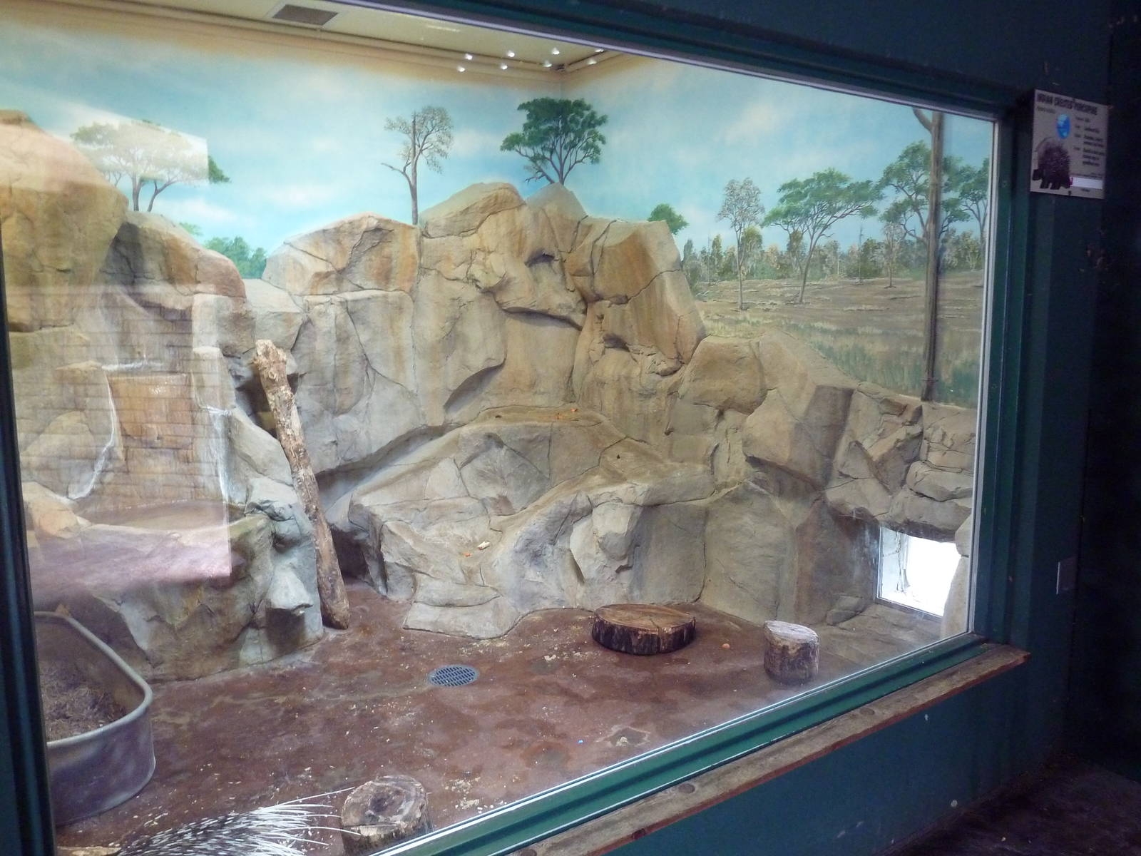 Children's Zoo - Indian Crested Porcupine Indoor Exhibit