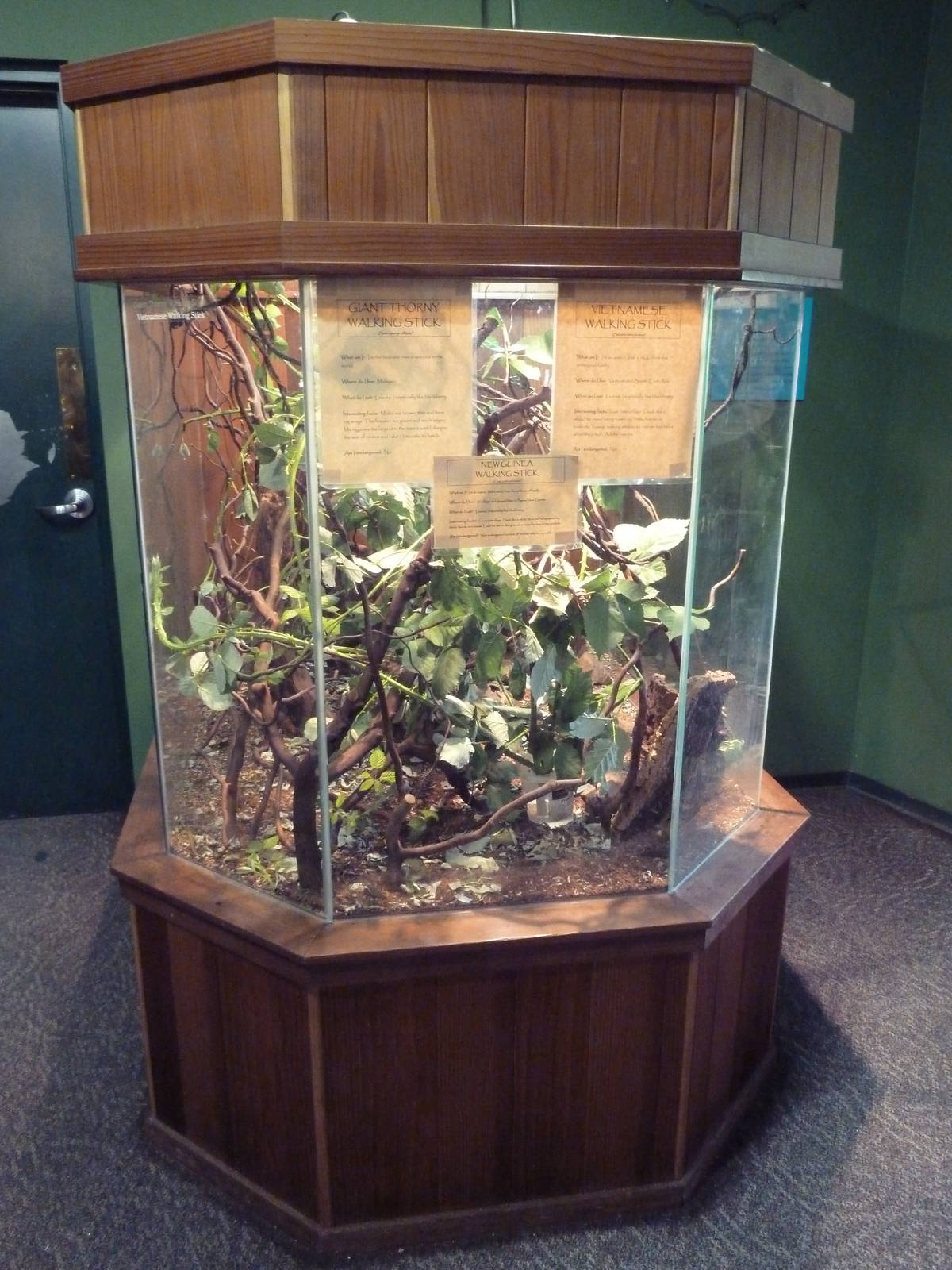 Children's Zoo - Insect House Exhibit (3 Species)