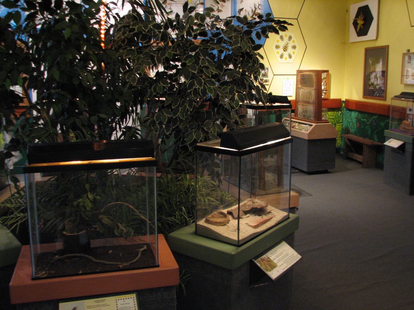 Childrens Zoo - Insect Zoo Interior