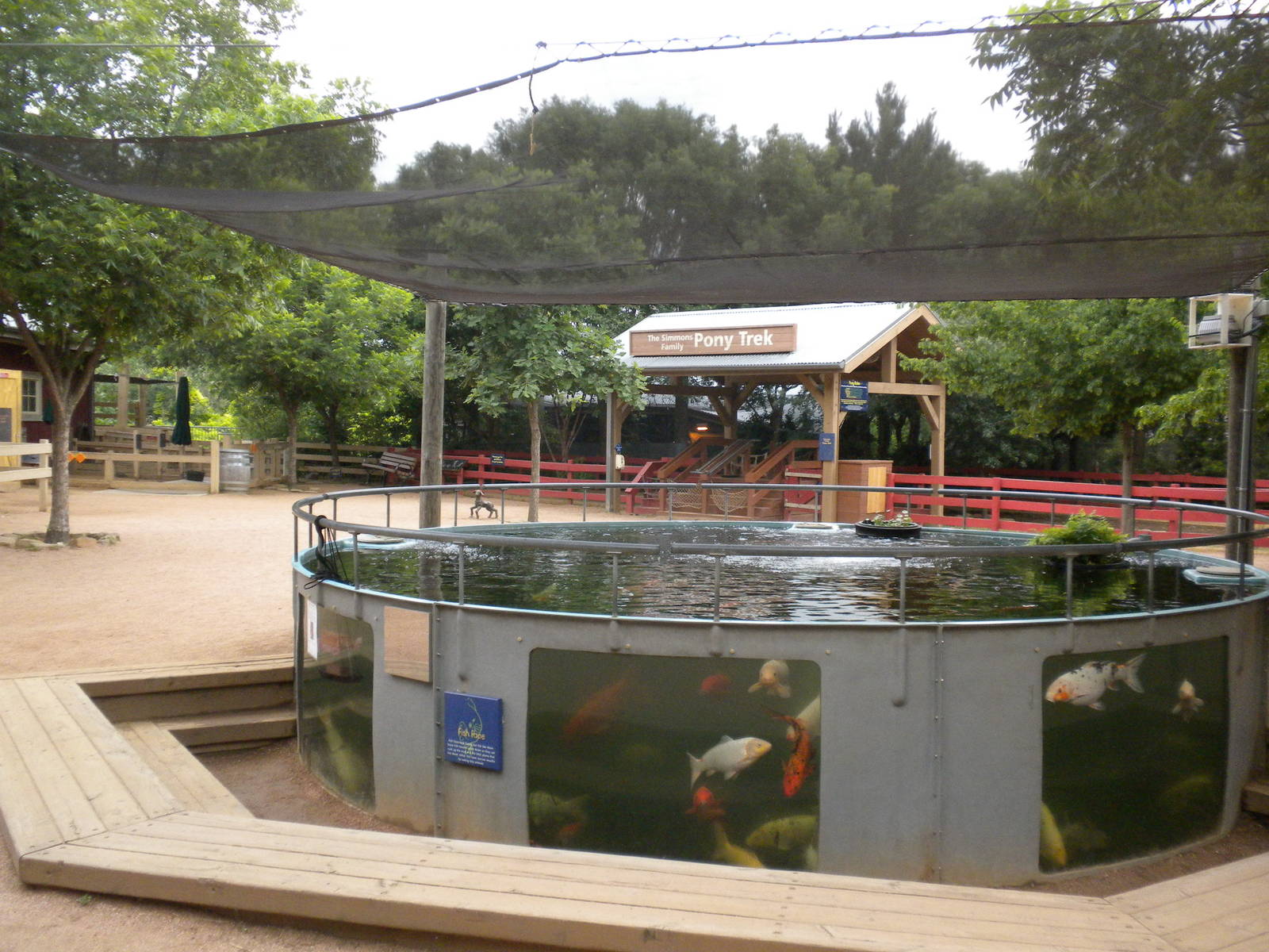 Children's Zoo - Koi Pond and Pony Rides