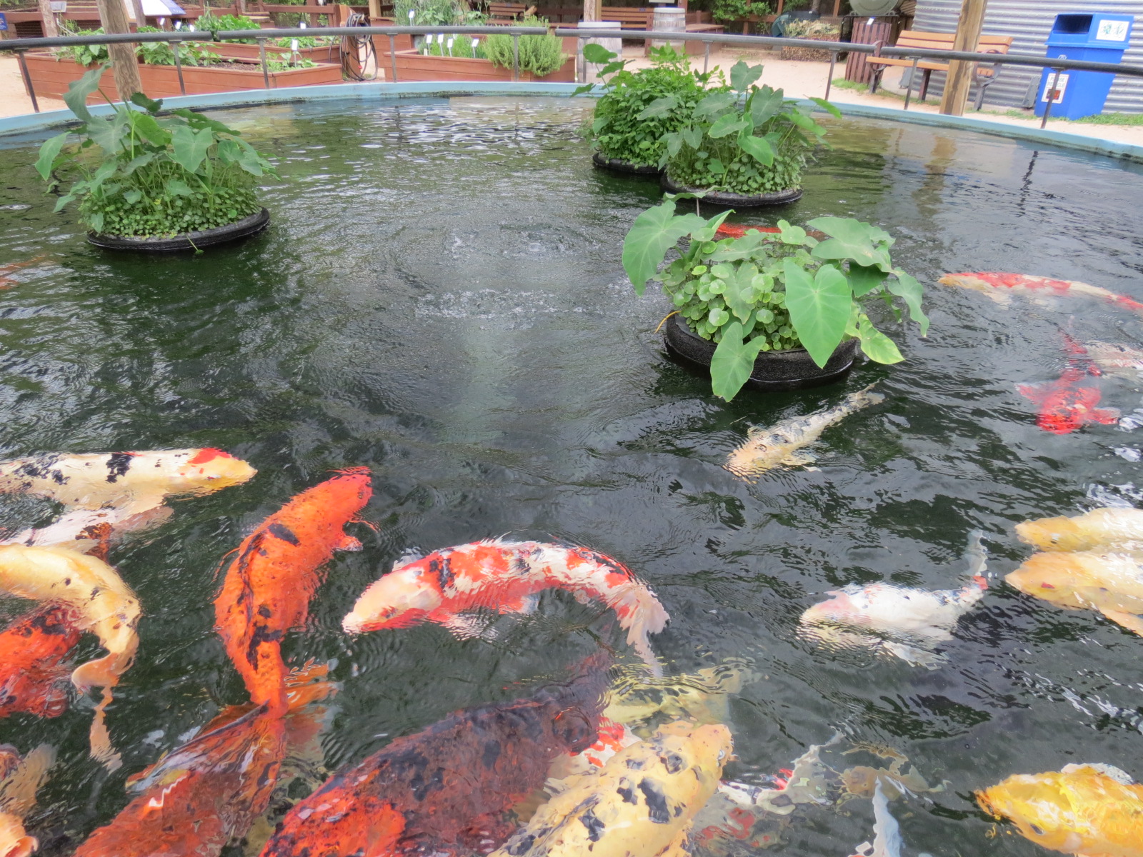 Childrens Zoo - Koi Pond