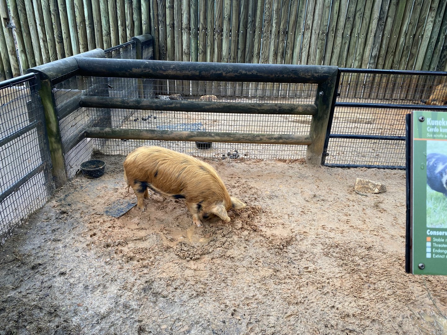 Children’s Zoo- Kunekune Pig Enclosure