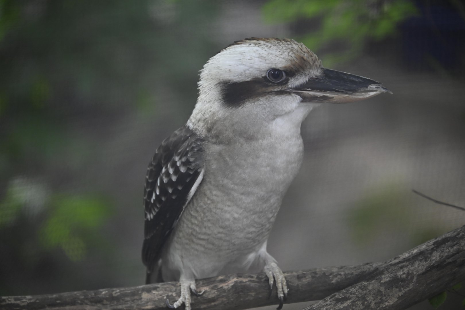 Childrens Zoo - Laughing Kookaburra (Dacelo novaeguineae)