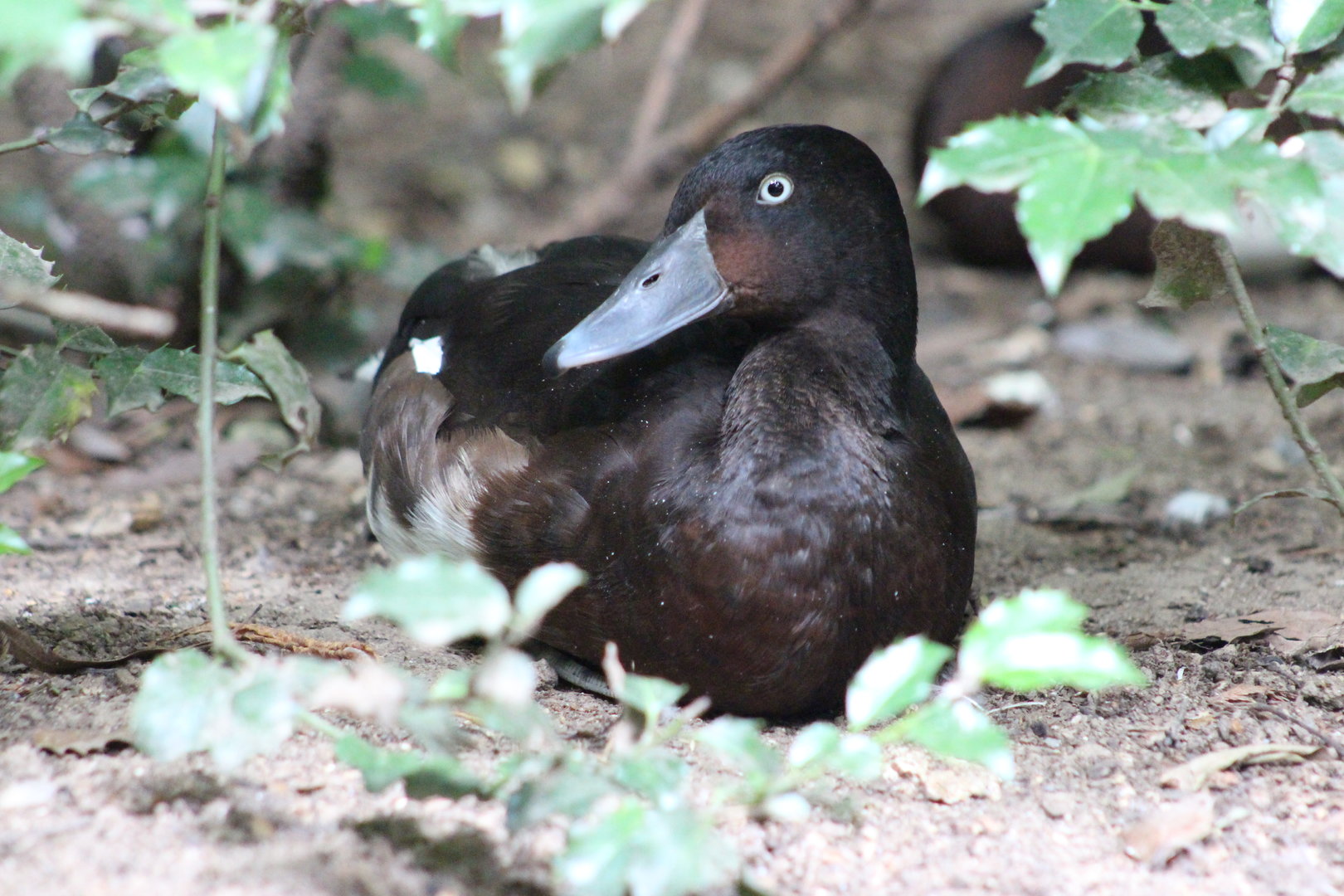 Children’s Zoo - Lesser Scaup (?)