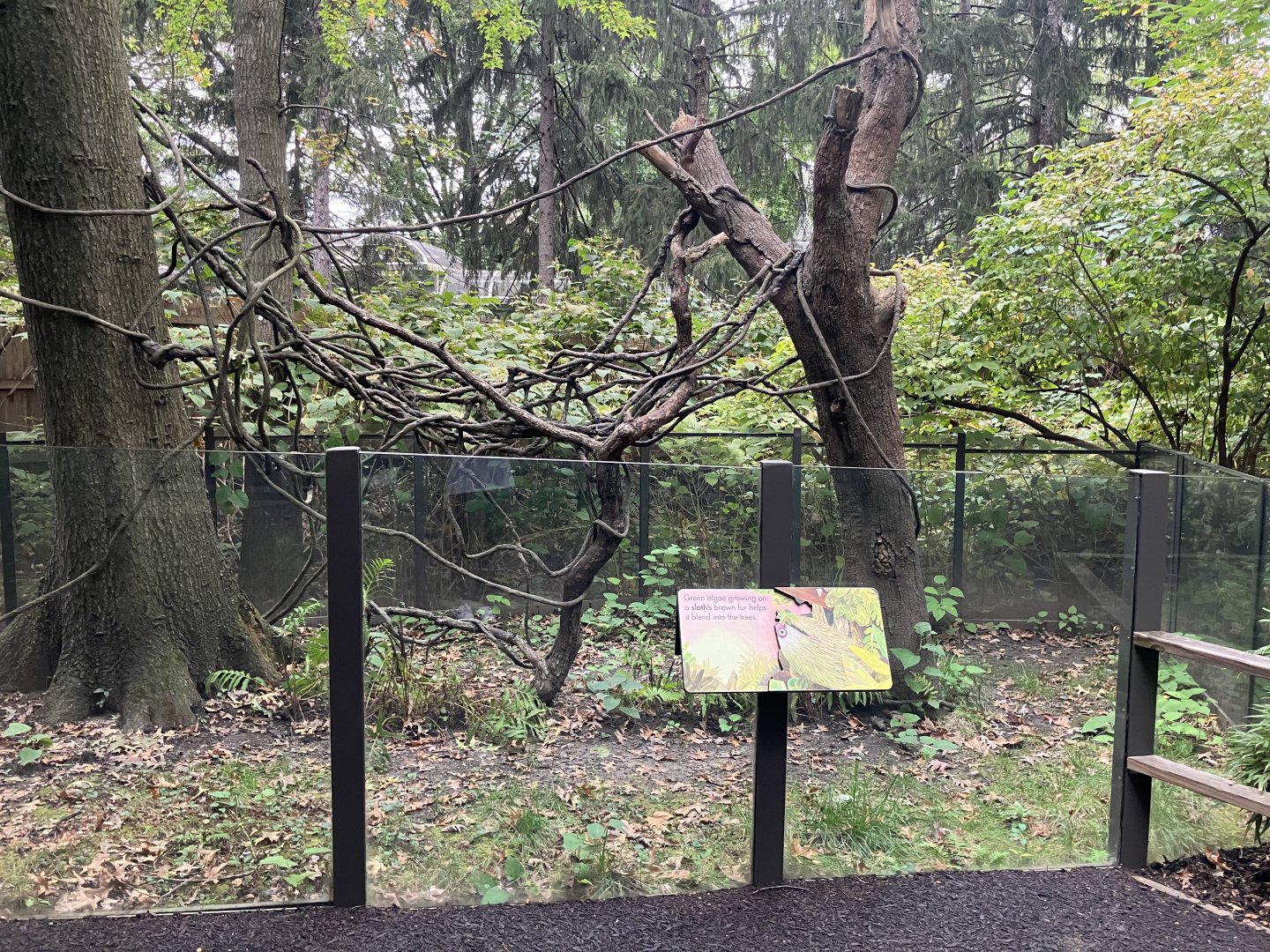 Children’s Zoo - Linnaeus Two-Toed Sloth Exhibit