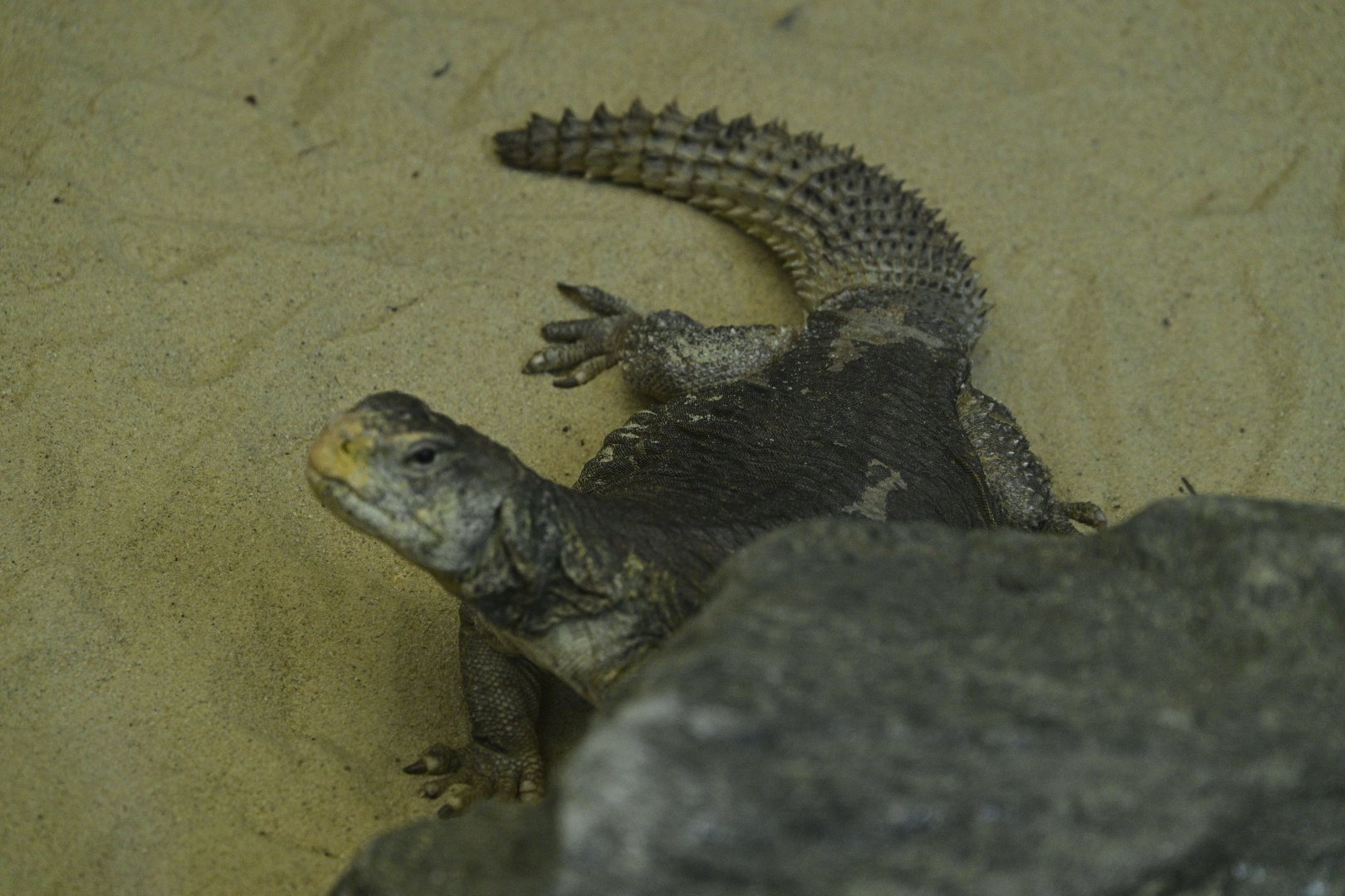 Children's Zoo - Lizard ID?