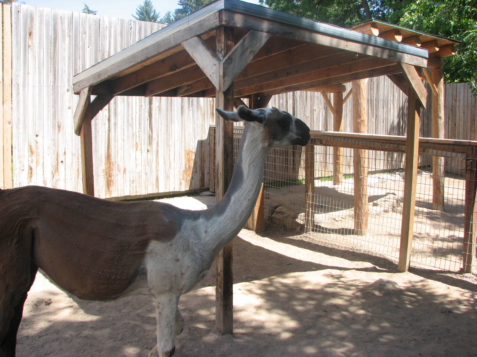 Children's Zoo - Llama
