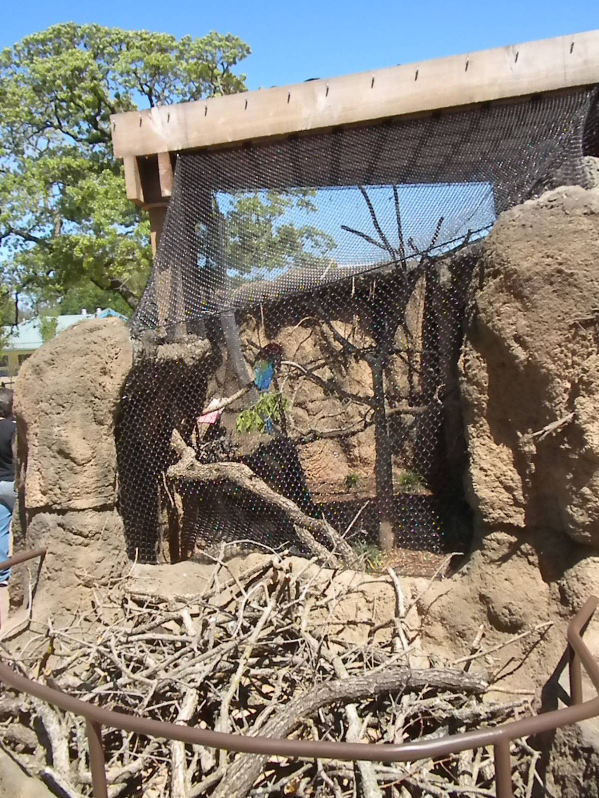 Children's Zoo - Macaw