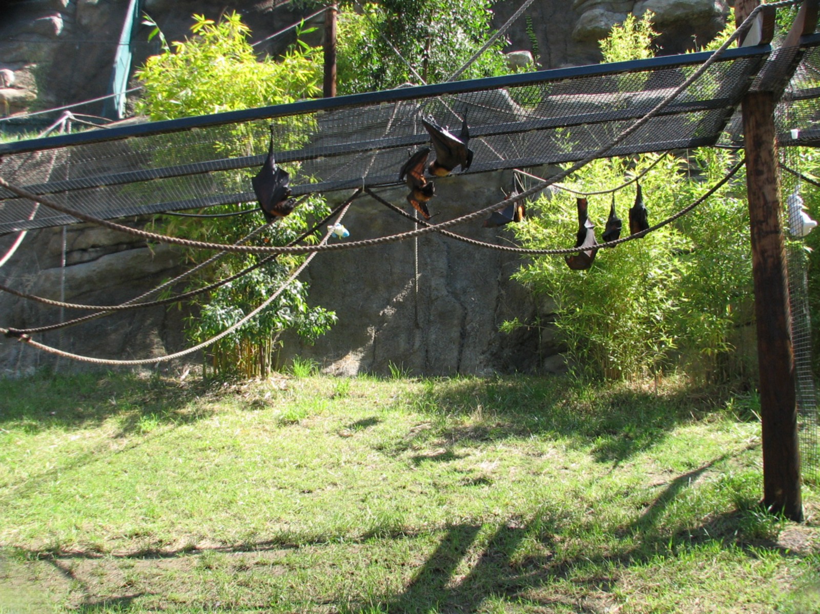 Childrens Zoo - Malayan and Island Flying Foxes Exhibit