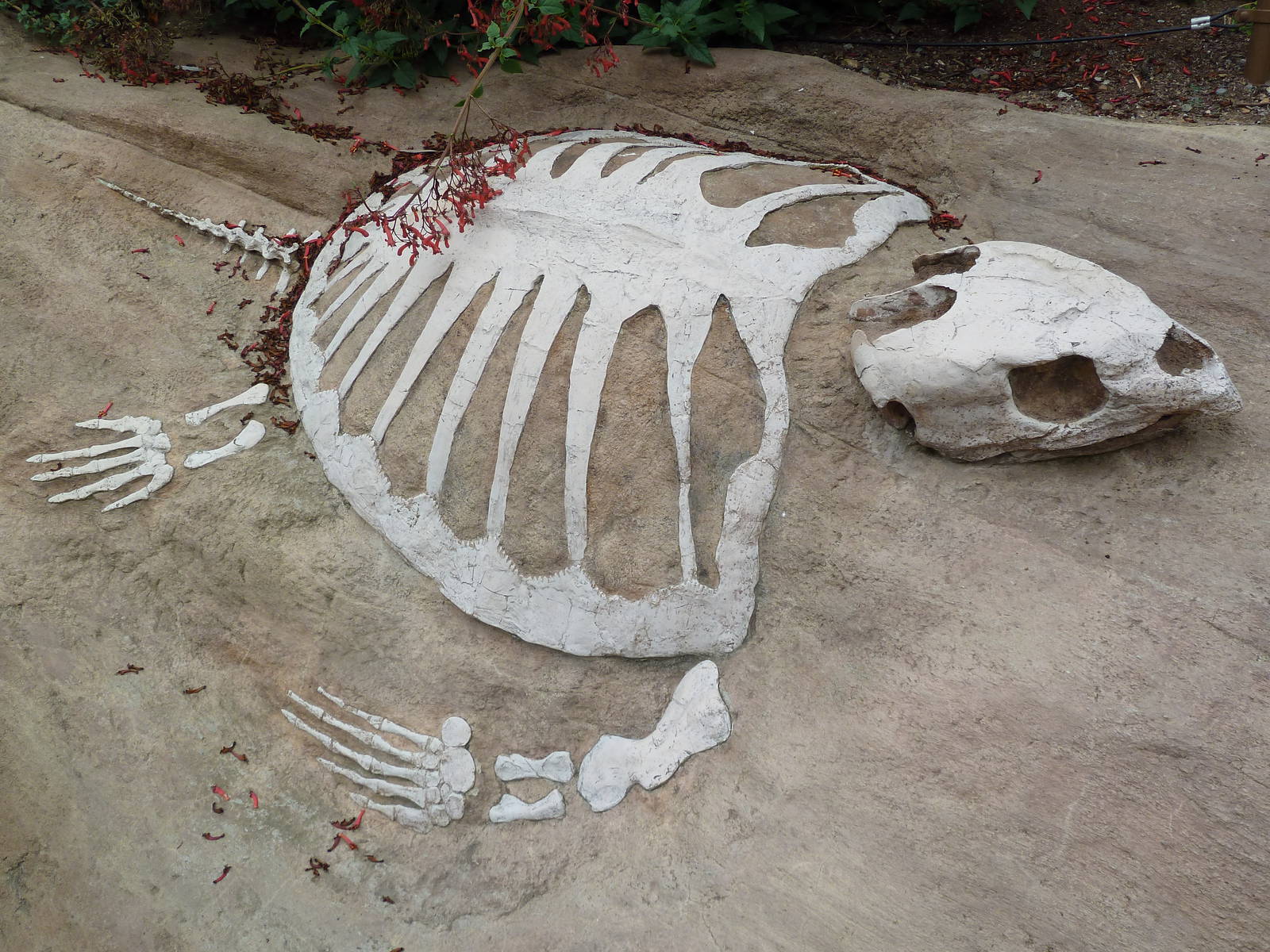 Children's Zoo - Marine Turtle Fossil (Protostega Gigas)