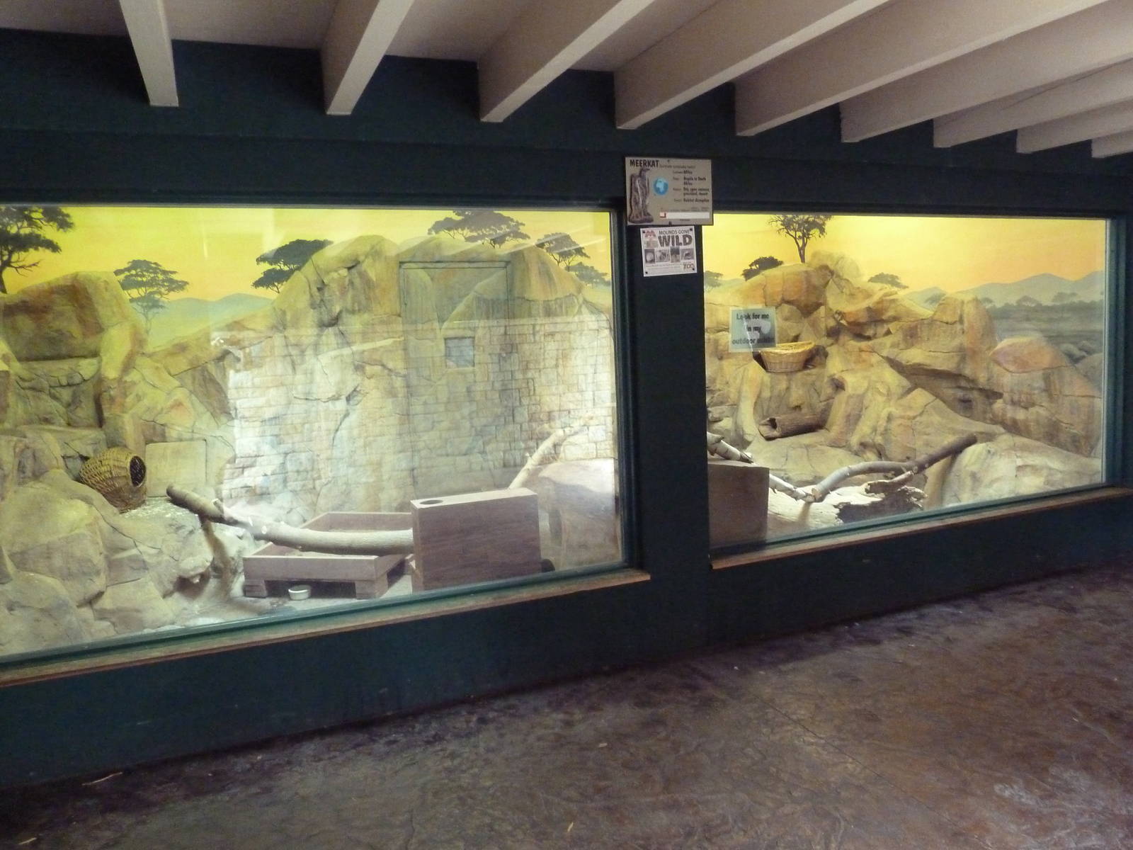 Children's Zoo - Meerkat Indoor Exhibit