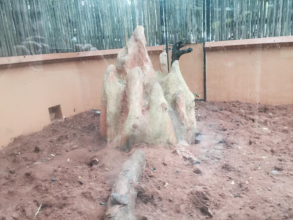 Children's Zoo- Meerkat