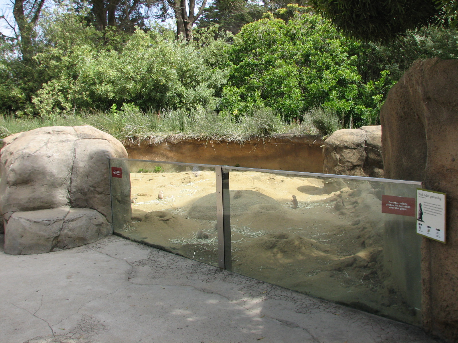 Childrens Zoo - Meerkats and Prairie Dogs - Black-tailed Prairie Dog Exhibi