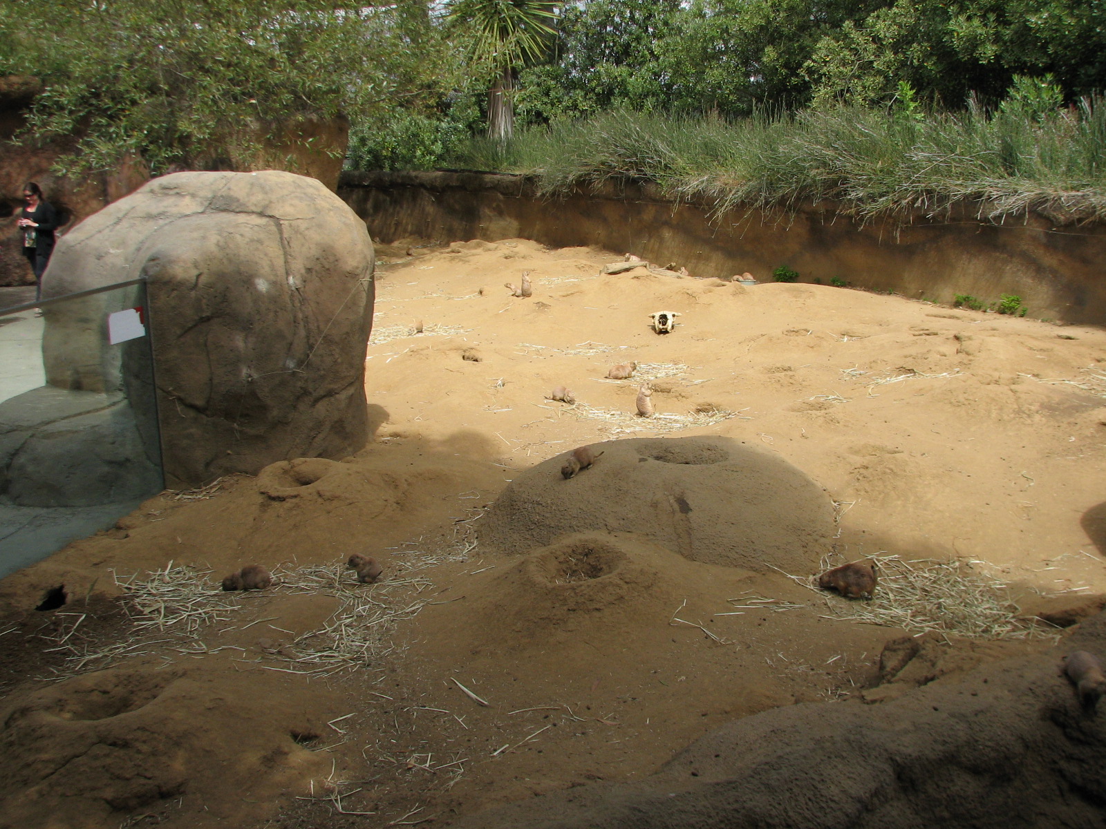 Childrens Zoo - Meerkats and Prairie Dogs - Black-tailed Prairie Dog Exhibi