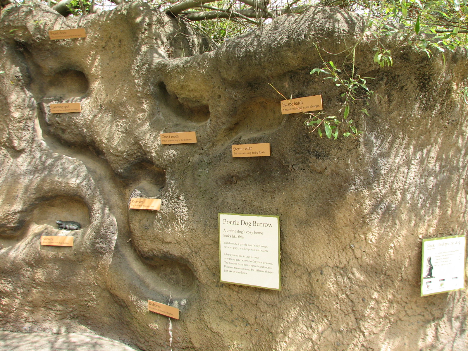 Childrens Zoo - Meerkats and Prairie Dogs - Black-tailed Prairie Dog Tunnel