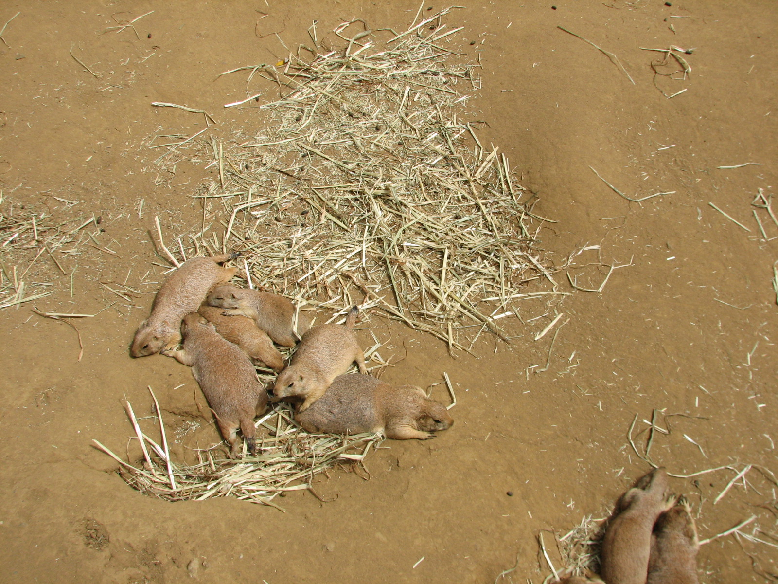 Childrens Zoo - Meerkats and Prairie Dogs - Black-tailed Prairie Dogs