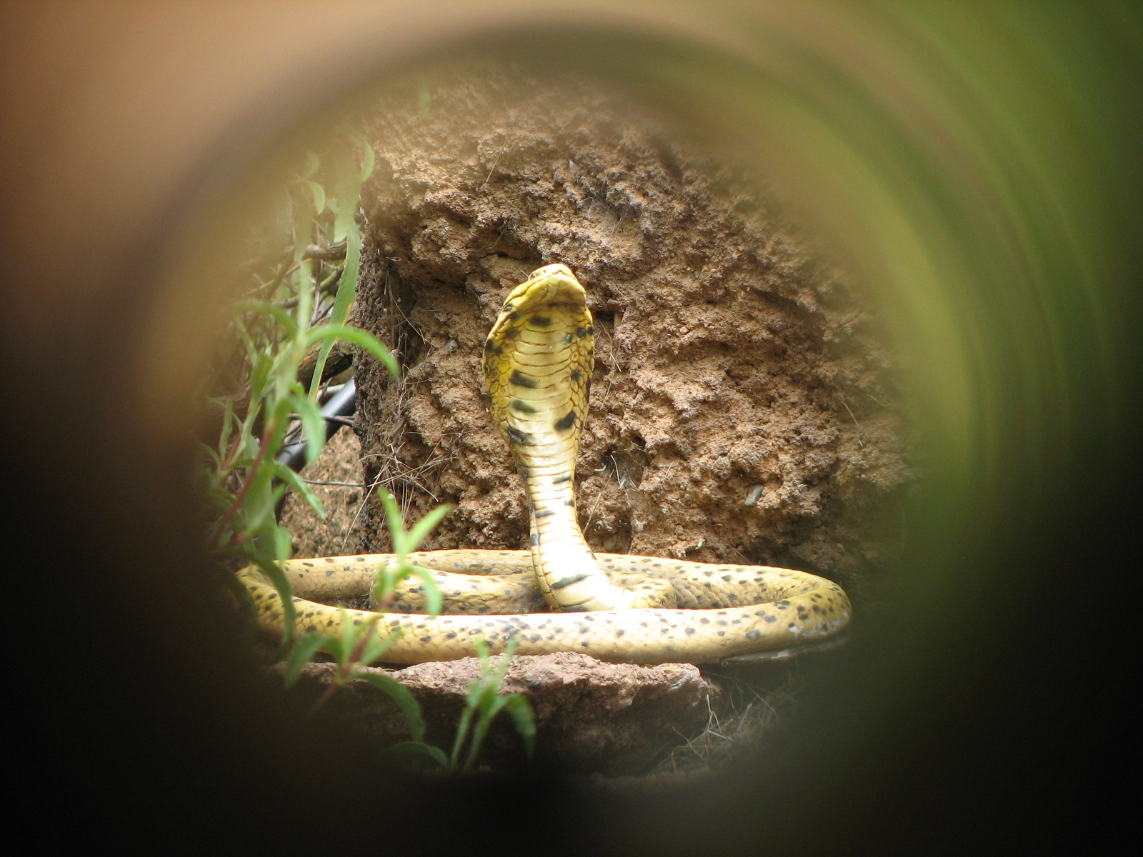 Childrens Zoo - Meerkats and Prairie Dogs - Cobra Statue