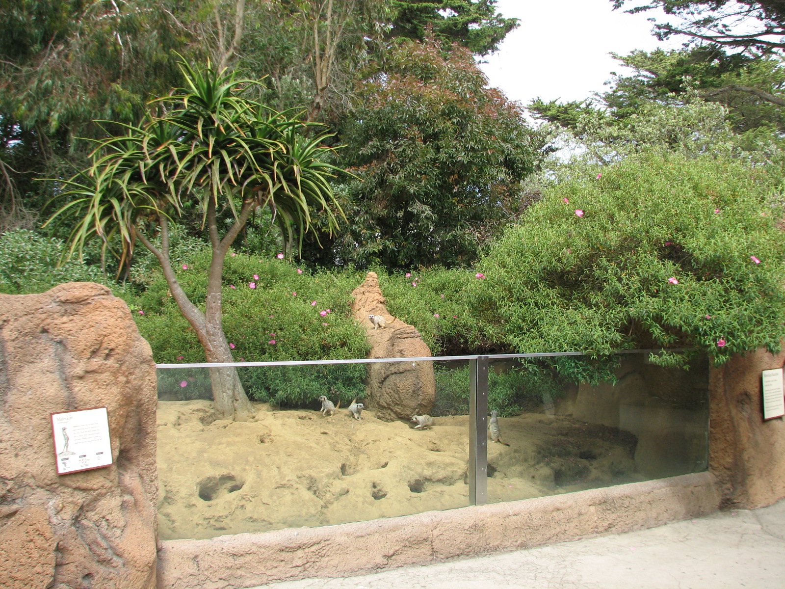 Childrens Zoo - Meerkats and Prairie Dogs - Meerkat Exhibit