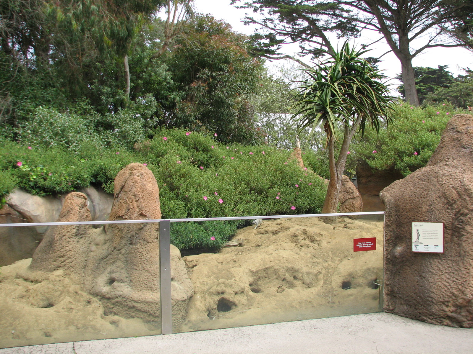 Childrens Zoo - Meerkats and Prairie Dogs - Meerkat Exhibit