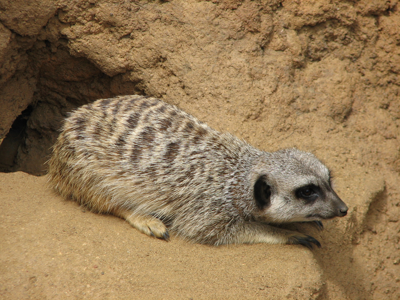 Childrens Zoo - Meerkats and Prairie Dogs - Meerkat
