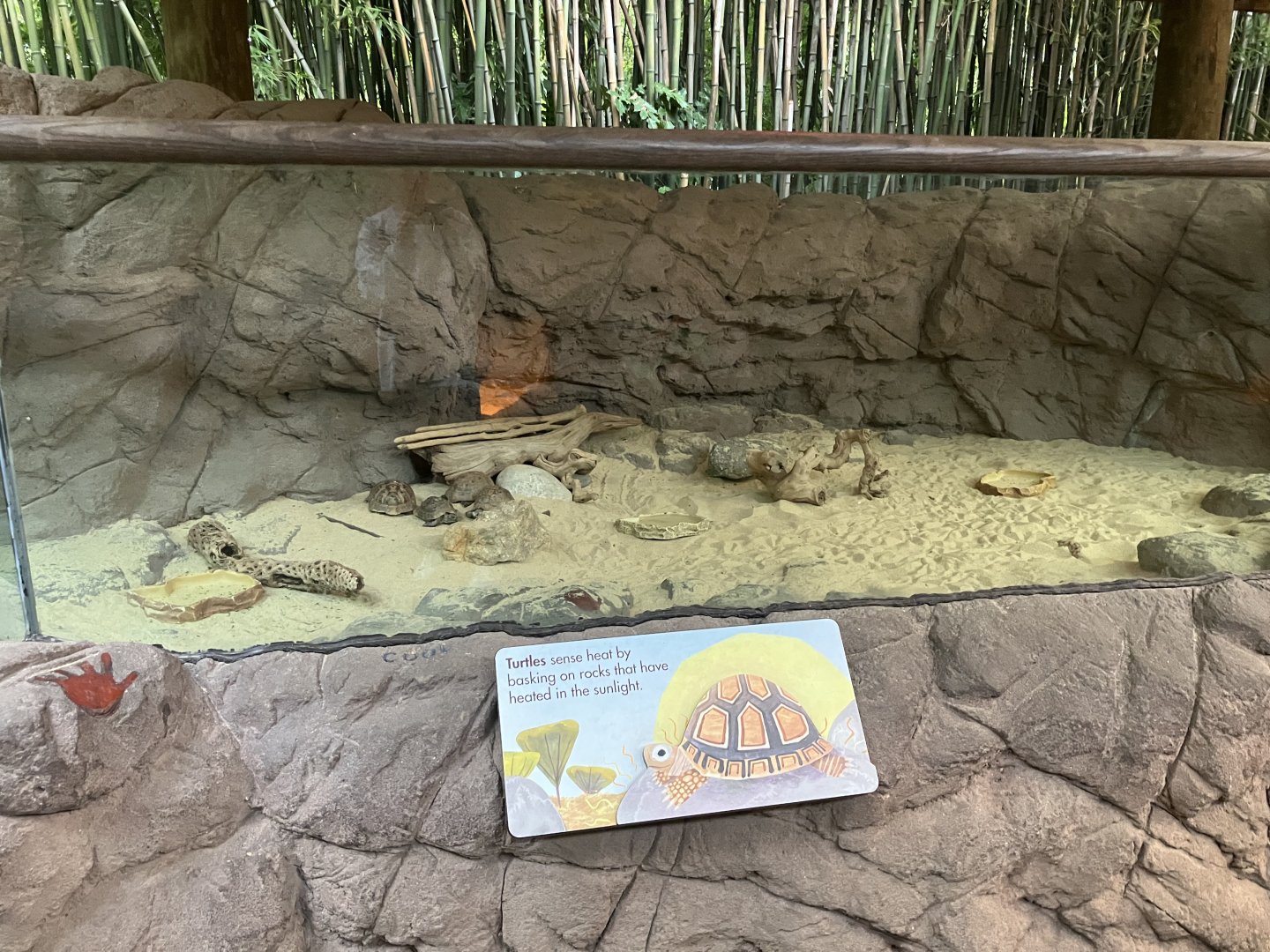 Children’s Zoo - Mesopotamian Tortoise Exhibit