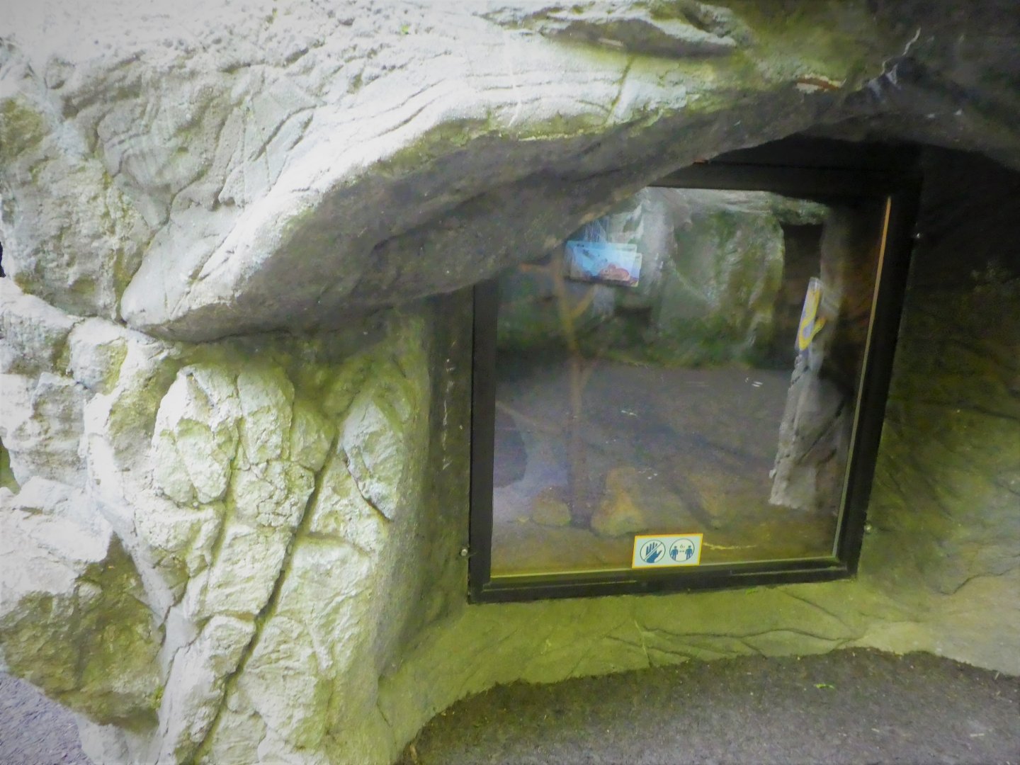 Children's Zoo - Moving Around - Pantherophis Hybrid Exhibit