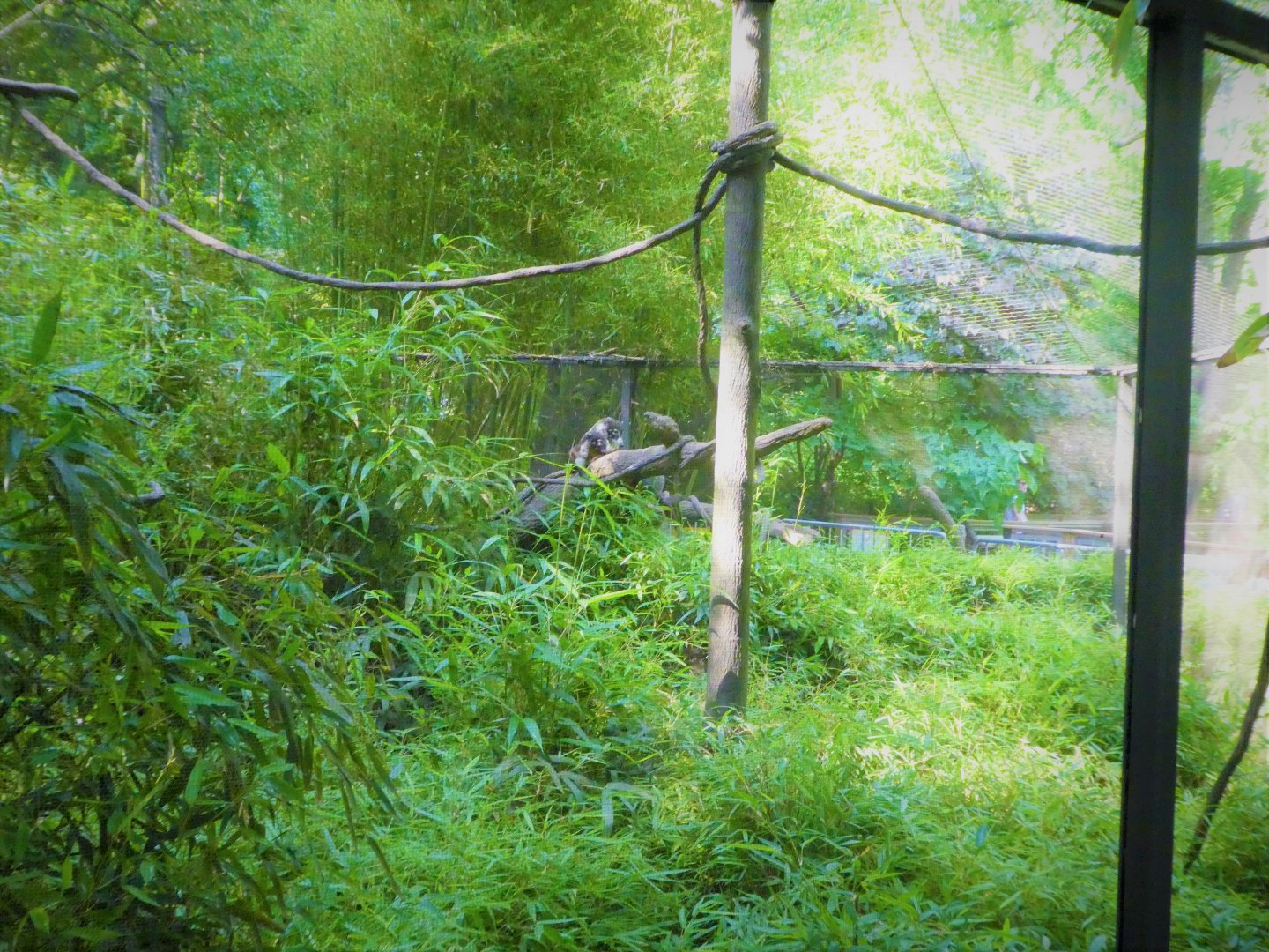 Children's Zoo - Moving Around - White-nosed Coati Exhibit