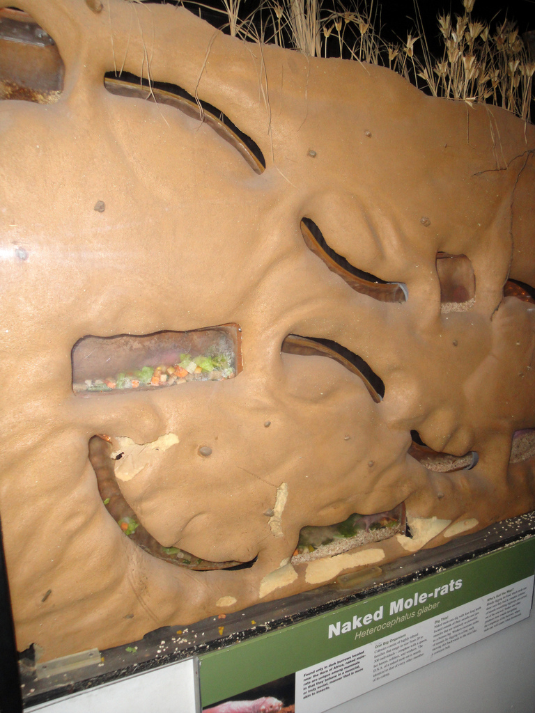 Children's Zoo - Naked Mole Rat Exhibit