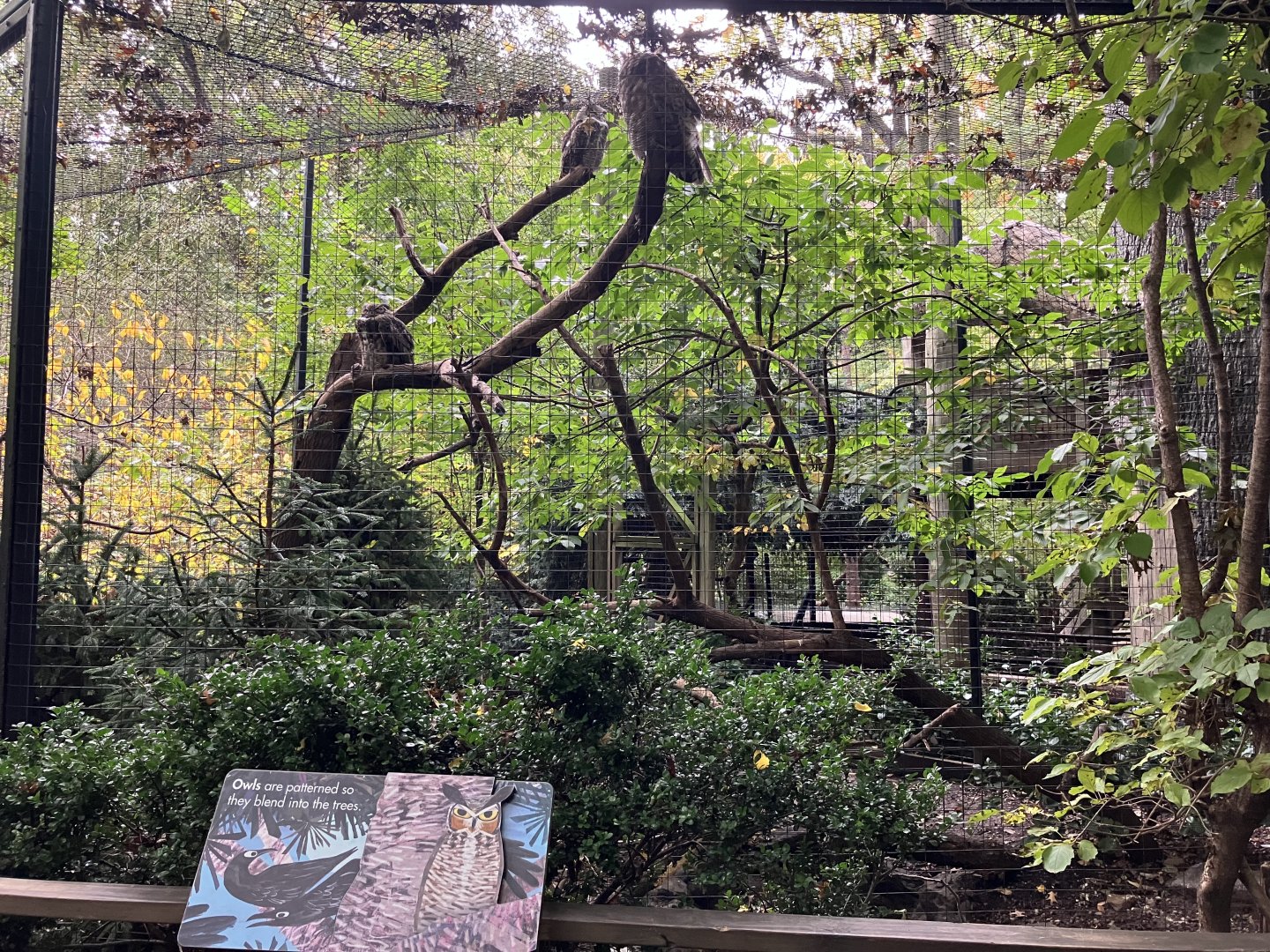 Children’s Zoo - Newfoundland Great Horned Owl Exhibit