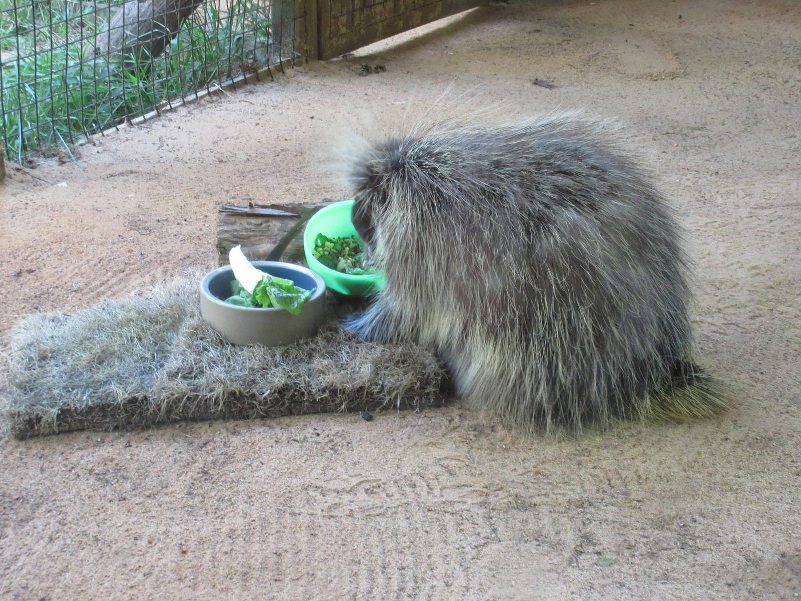 Children's Zoo - North American Porcupine