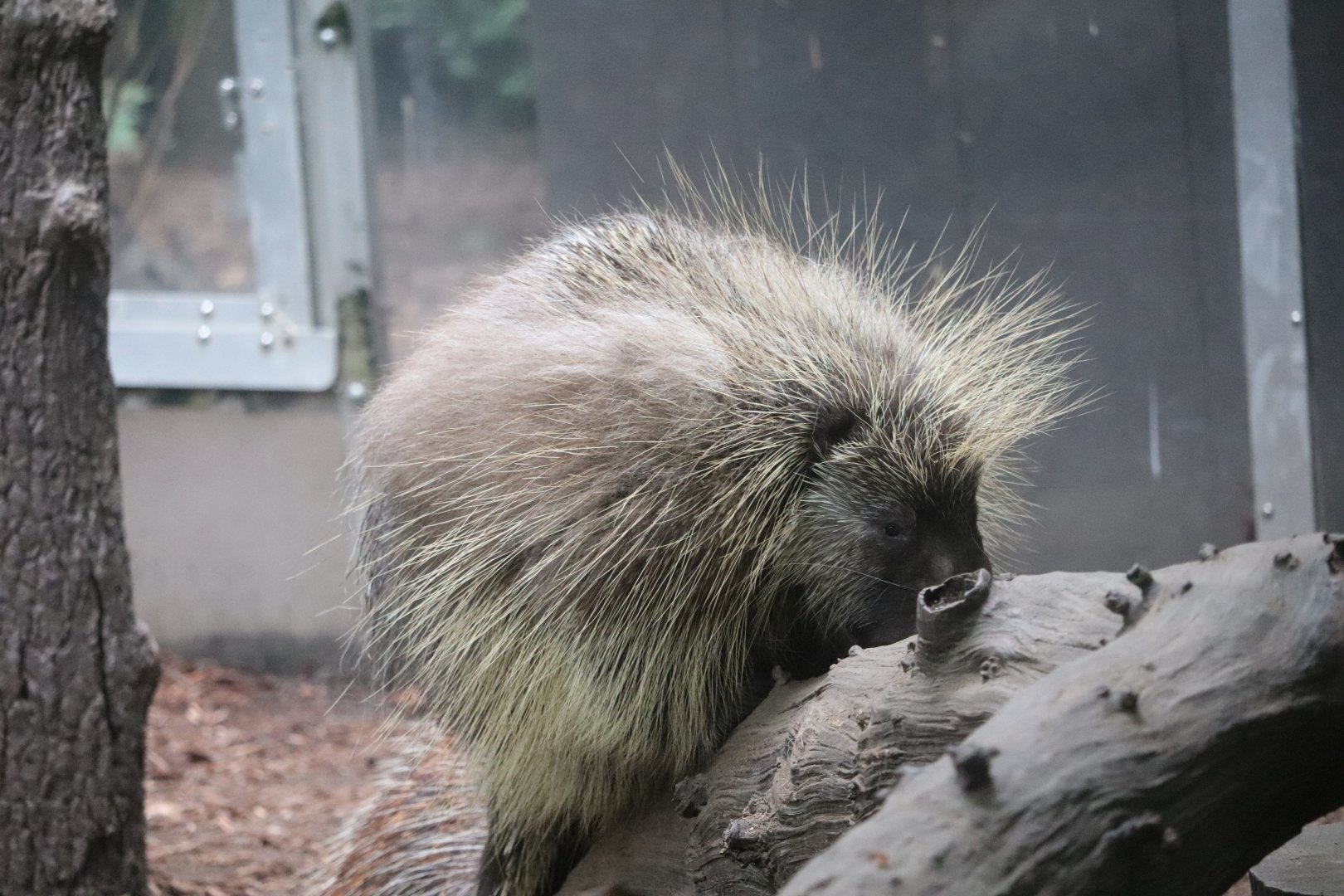 Childrens Zoo - North American Porcupine