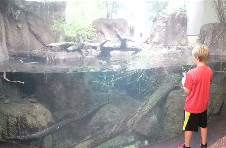 Children's Zoo - North American River Otter Exhibit Underwater Viewing