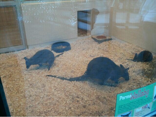 Children's Zoo-Nursery-Bennett's and Parma Wallaby exhibit