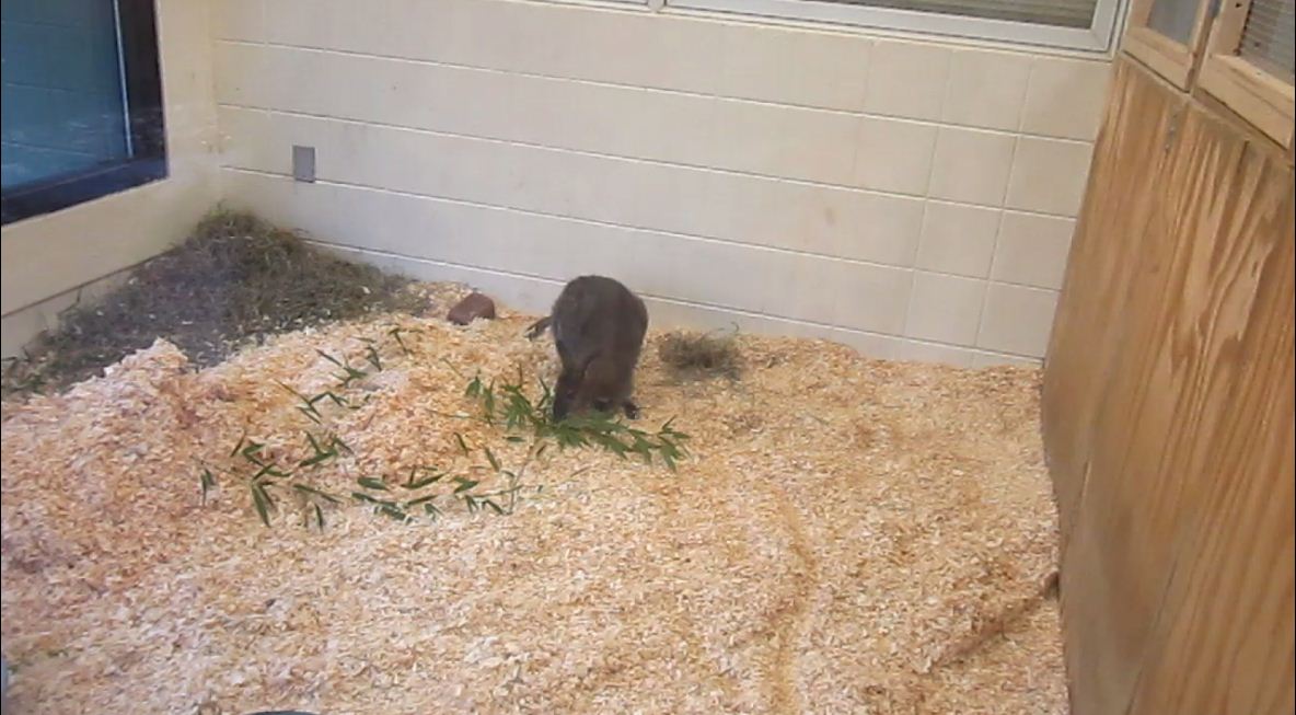 Children's Zoo-Nursery-First Bennet's Wallaby exhibit