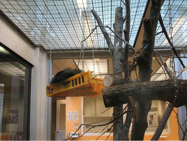 Children's Zoo-Nursery-Lucy-Bearcat