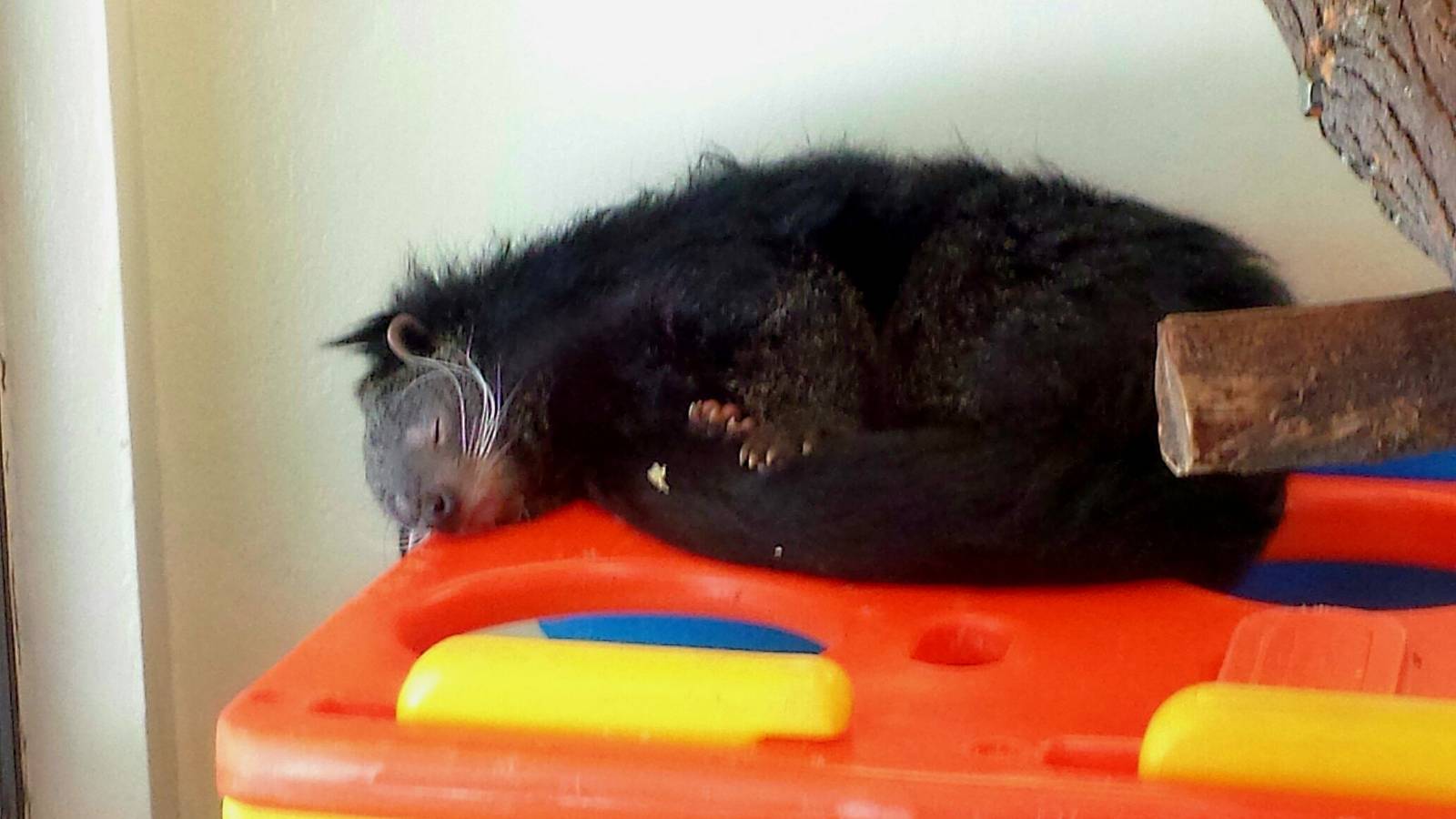 Childrens Zoo-Nursery