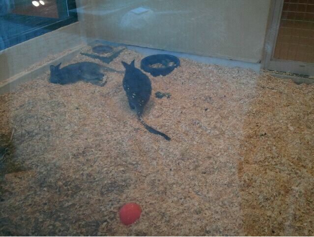 Children's Zoo-Nusery-First Bennett's Wallaby exhibit