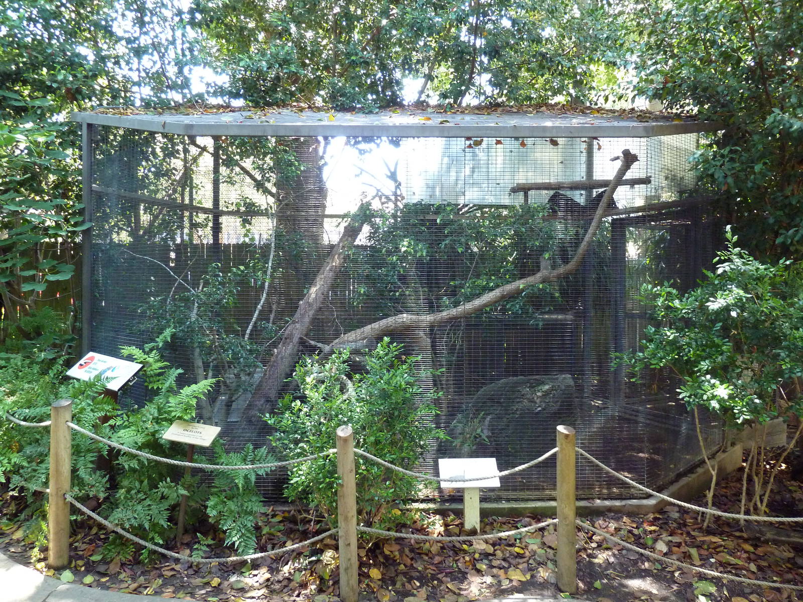 Children's Zoo - Ocelot Exhibit
