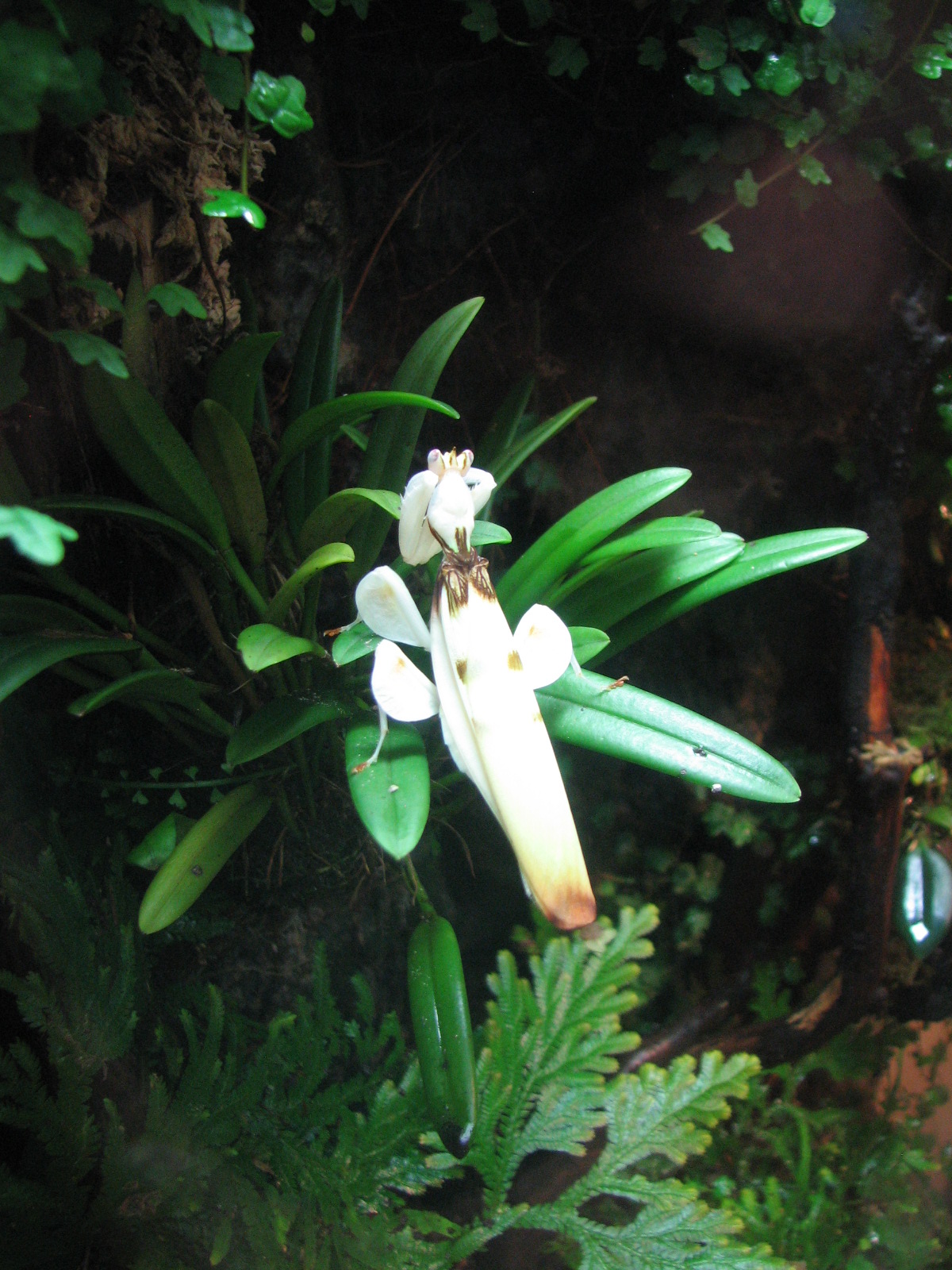Children's Zoo - Orchid Mantis